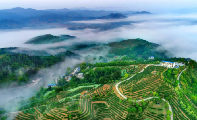 【全文】《中国茶产业十四五发展规划建议（2021—2025）》发布