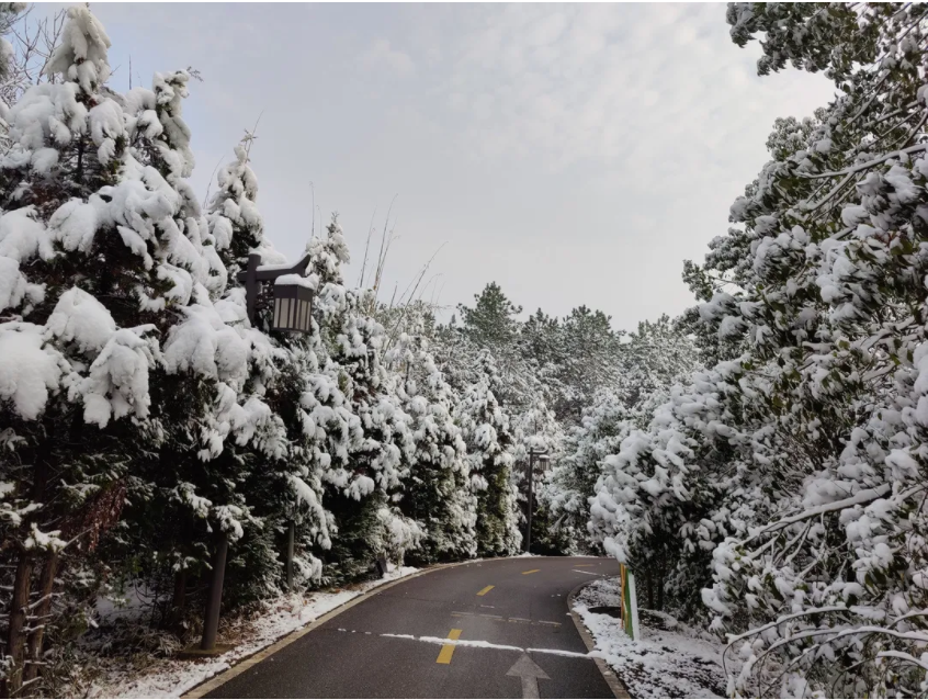 雪天的茶园道路.png