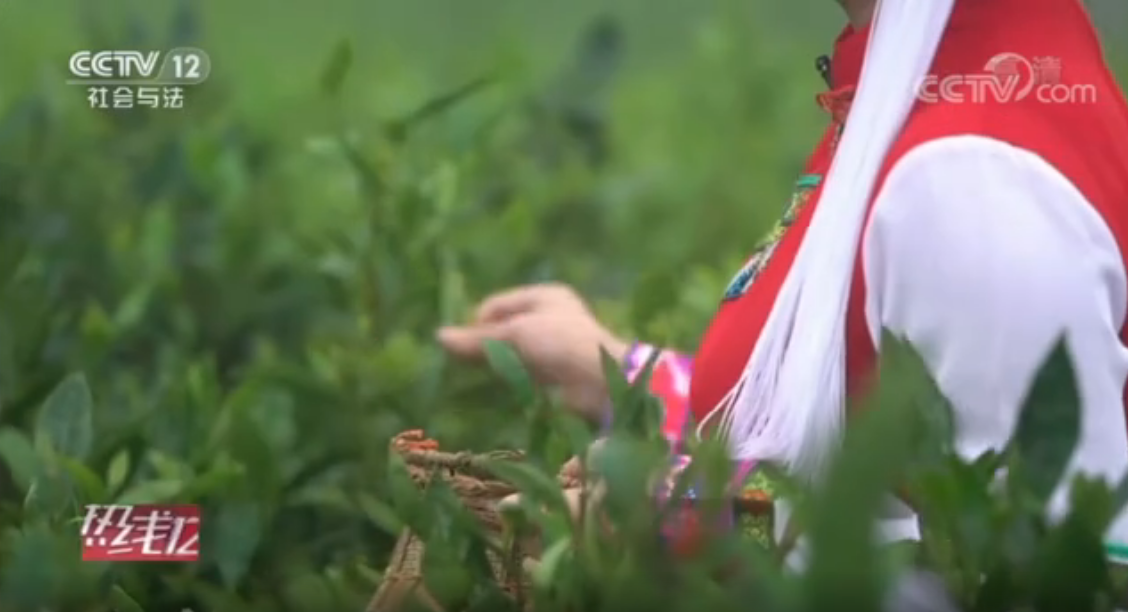  央视12台桑植白茶专题报道