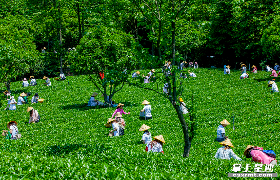 湘丰茶业集团欧盟有机和雨林双认证的标准化示范茶园。