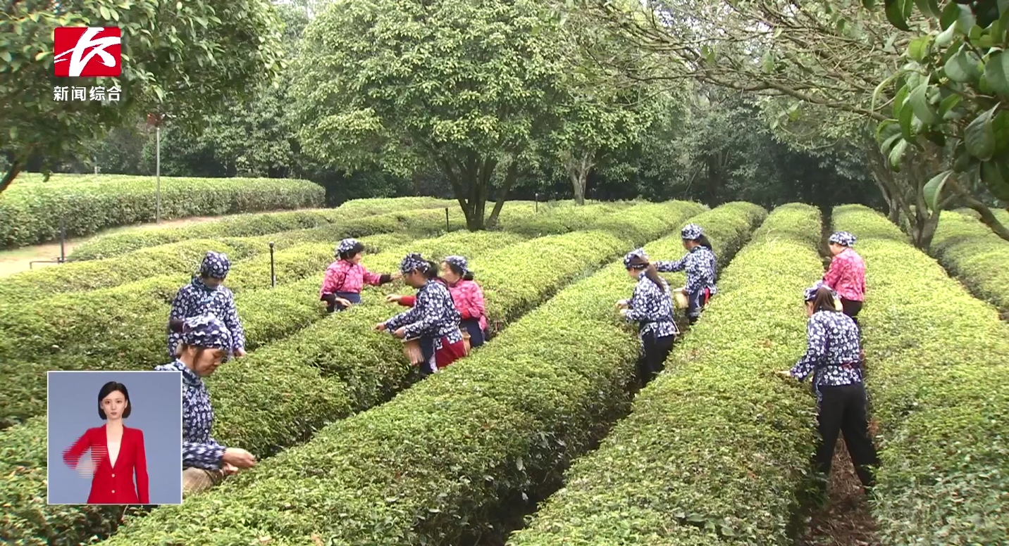 20多万亩春茶抢“鲜”开采 茶旅融合促振兴