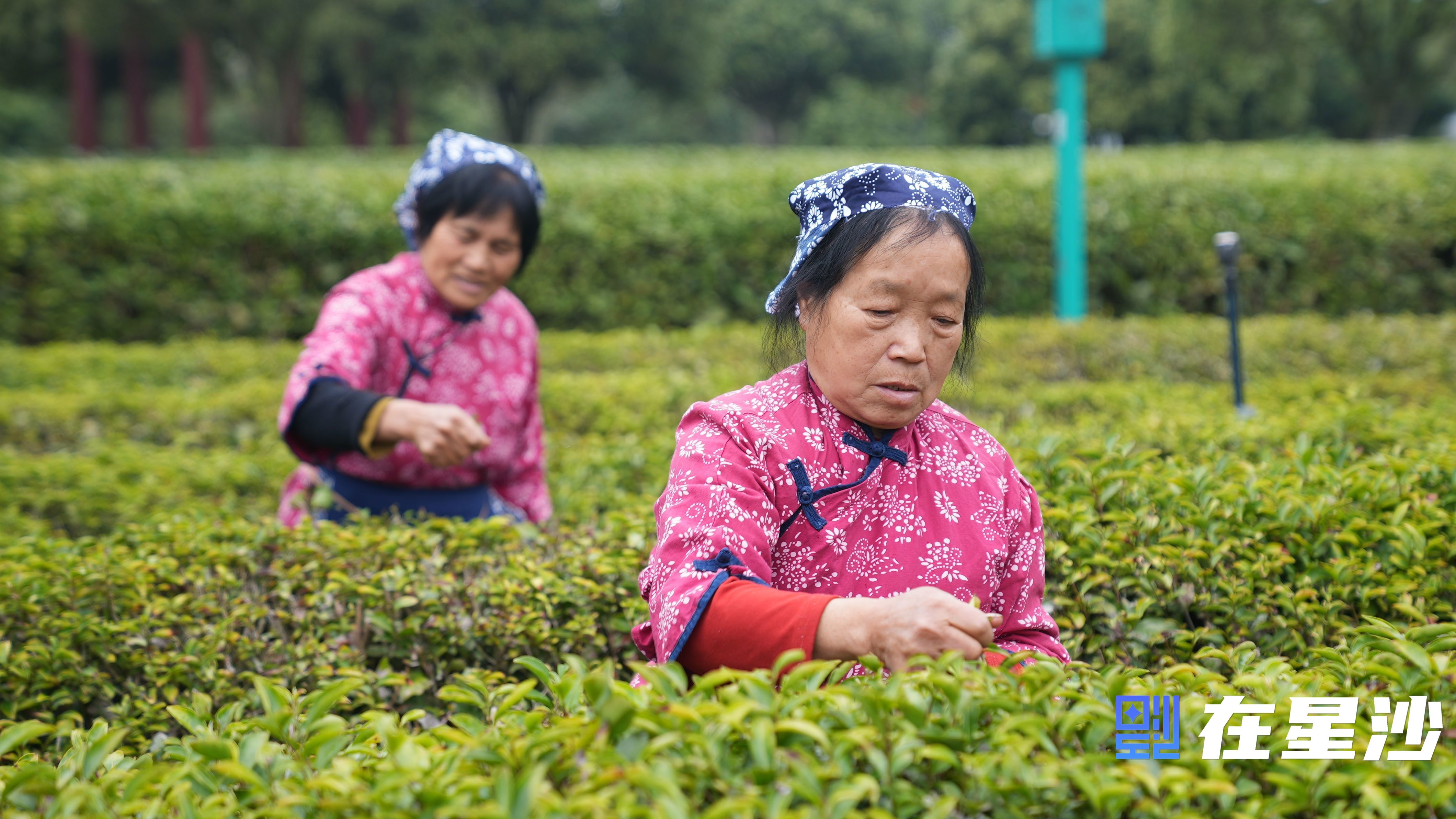 长沙县头茬春茶抢“鲜”开采 万亩茶园好“丰”光