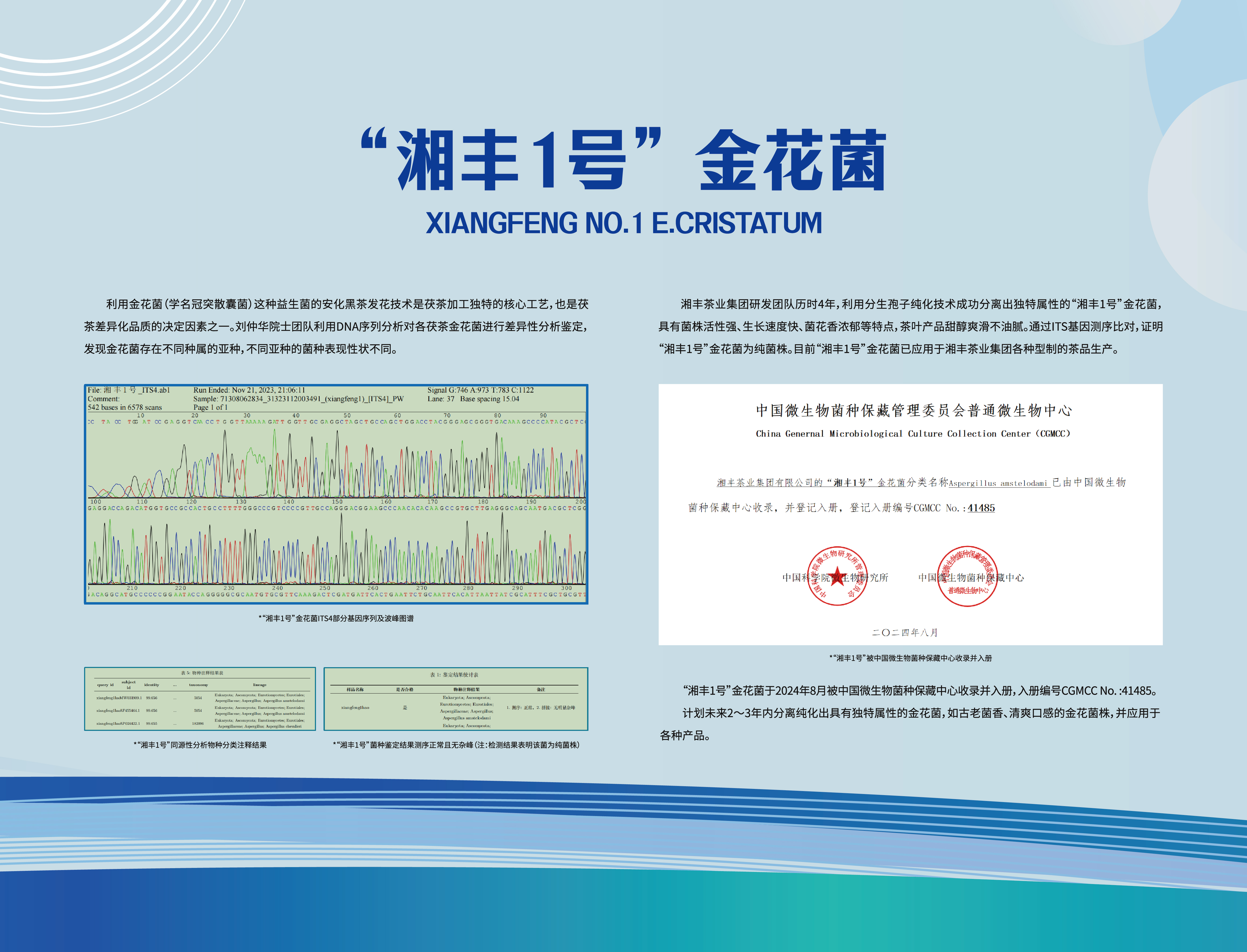 科技湘丰-“湘丰1号”金花菌.jpg