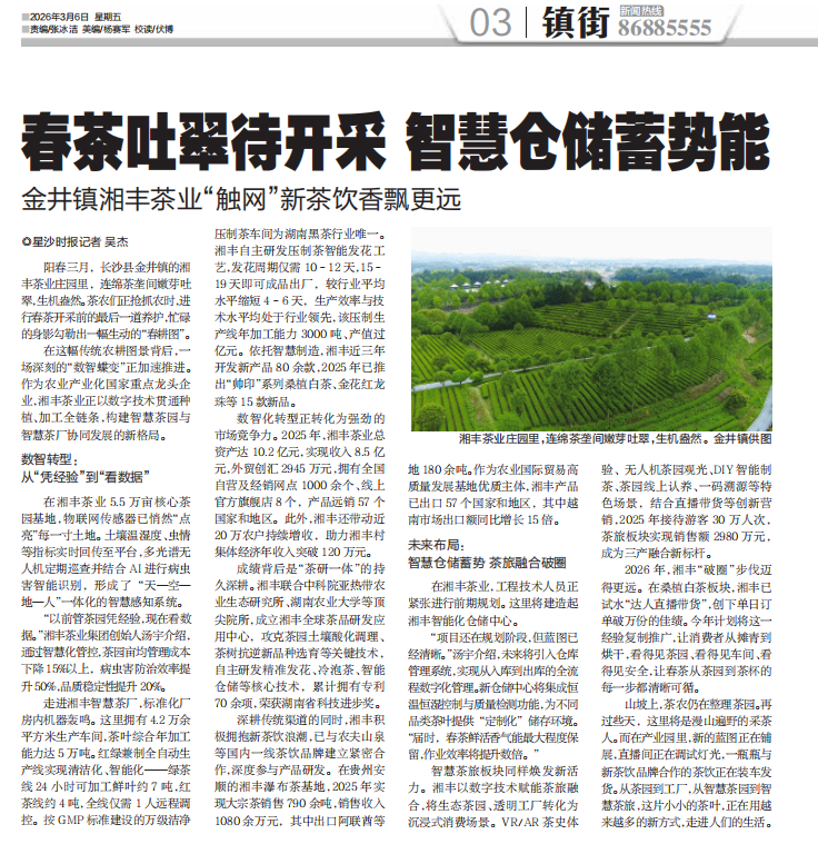 星沙时报 | 春茶吐翠待开采 智慧仓储蓄势能 金井镇湘丰茶业“触网”新茶饮香飘更远