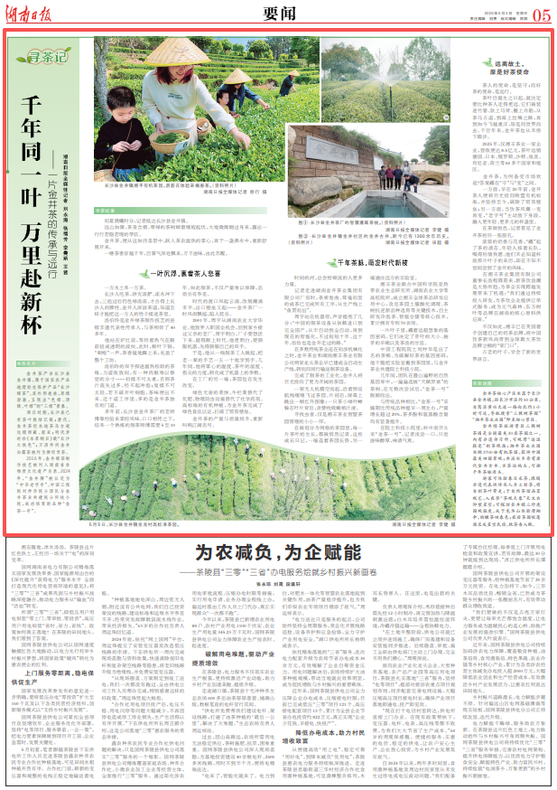 寻茶记|千年同一叶 万里赴新杯!一片金井茶的传承与远行 寻茶记|千年同一叶 万里赴新杯!一片金井茶的传承与远行