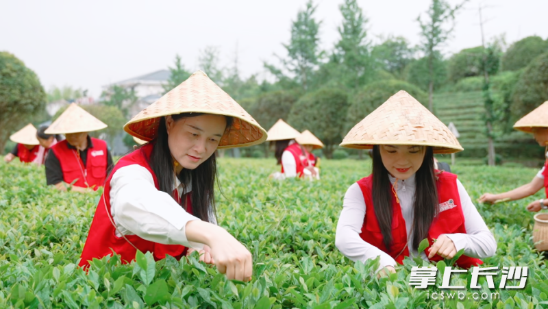 “茶·湘”刮刮乐上市 赋能乡村文旅新活力 “茶·湘”刮刮乐上市 赋能乡村文旅新活力