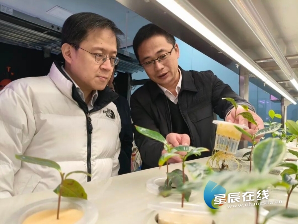 湘丰茶业专家工作站 | 从茶园到茶杯的科技革命
